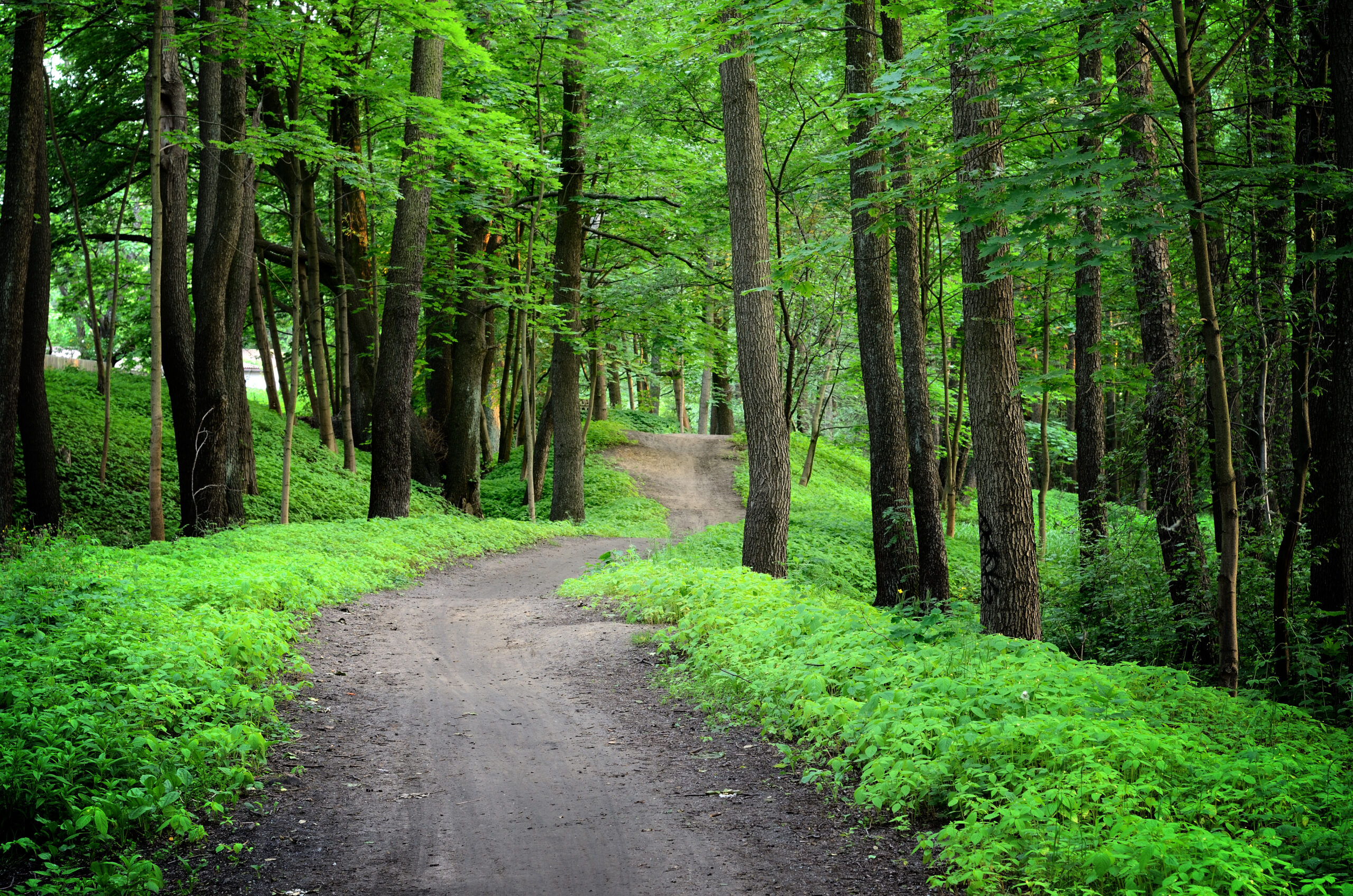 Getting Started with Hiking: Everything You Need to Know for a Successful Hike