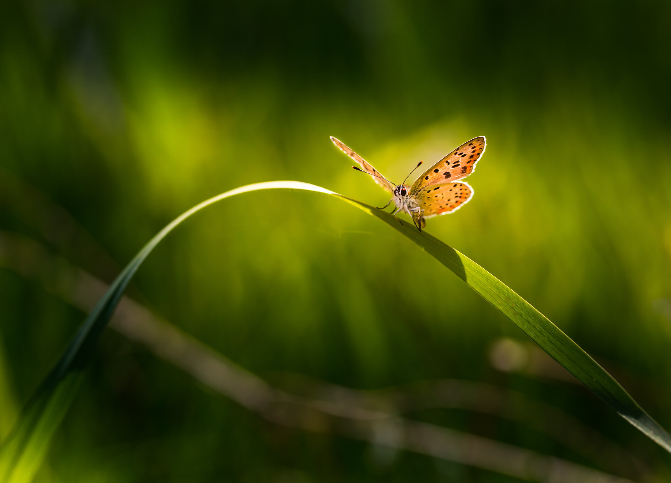 Eco Friendly Hiking Tips: Leave No Trace Behind and Protect Nature’s Beauty